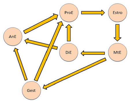 ciclo-estral-hembras-domesticas