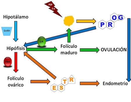 regulación-hormonal-hembras-animales