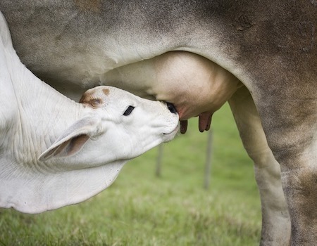 reconocimiento-materno-gestacion-bovino