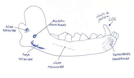 anatomia-mandibula-perro